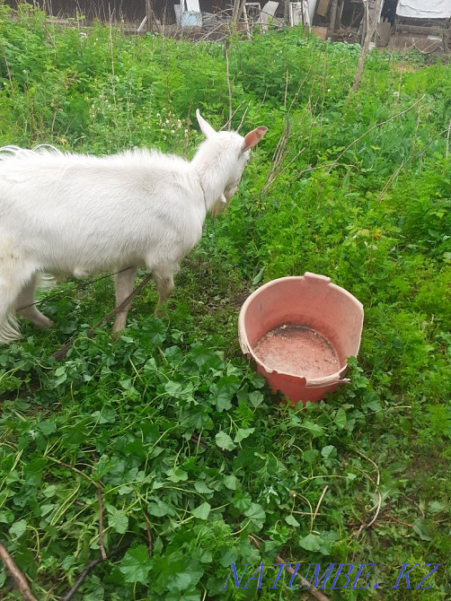 Selling! urgent! today! Панфилово - photo 1