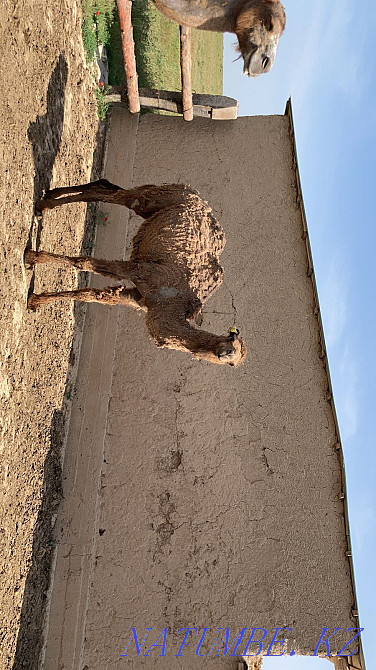 Ірі қара кішкентай, Түйе Шымкент - изображение 7