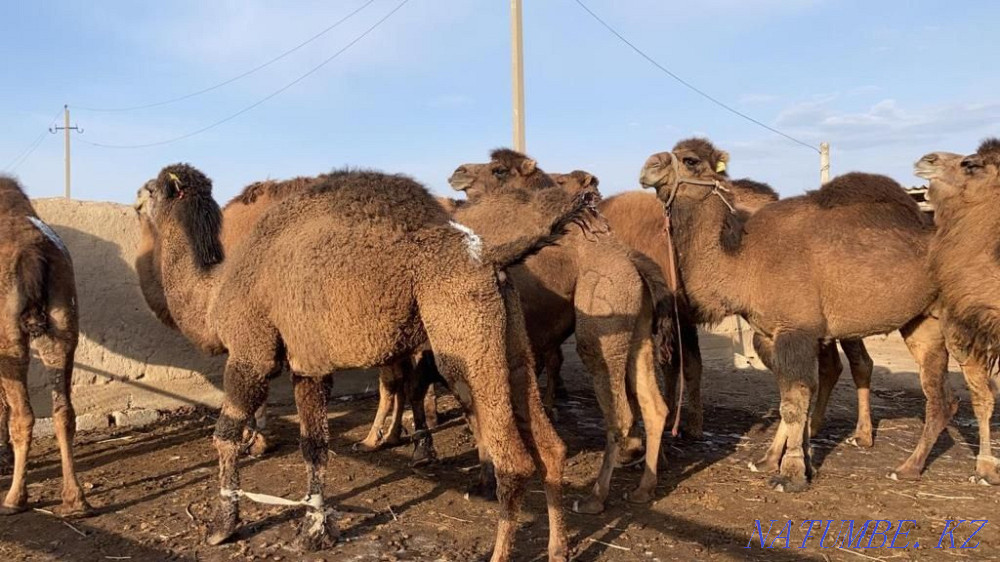 Ірі қара кішкентай, Түйе Шымкент - изображение 2
