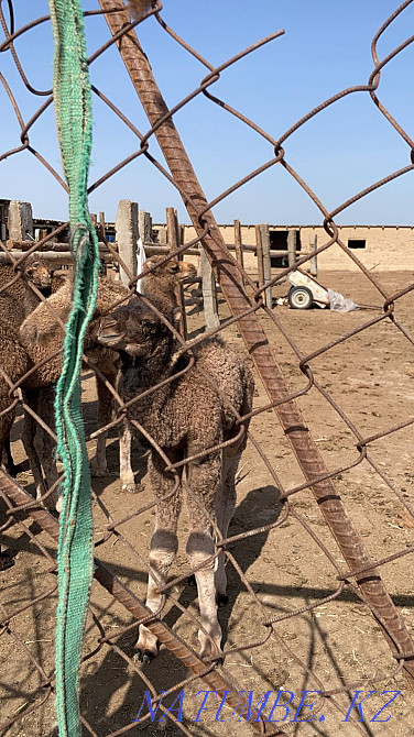 Ірі қара кішкентай, Түйе Шымкент - изображение 4