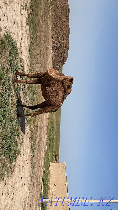 Ірі қара кішкентай, Түйе Шымкент - изображение 5