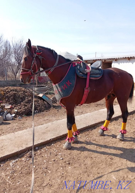 Сатыладыда Шымкент - изображение 4