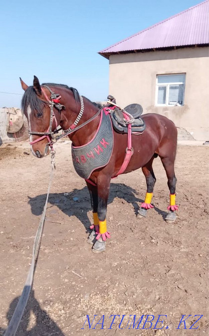 Сатыладыда Шымкент - изображение 2