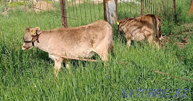 B?zau Satylady Alatau breed (I will sell calves)  - photo 1