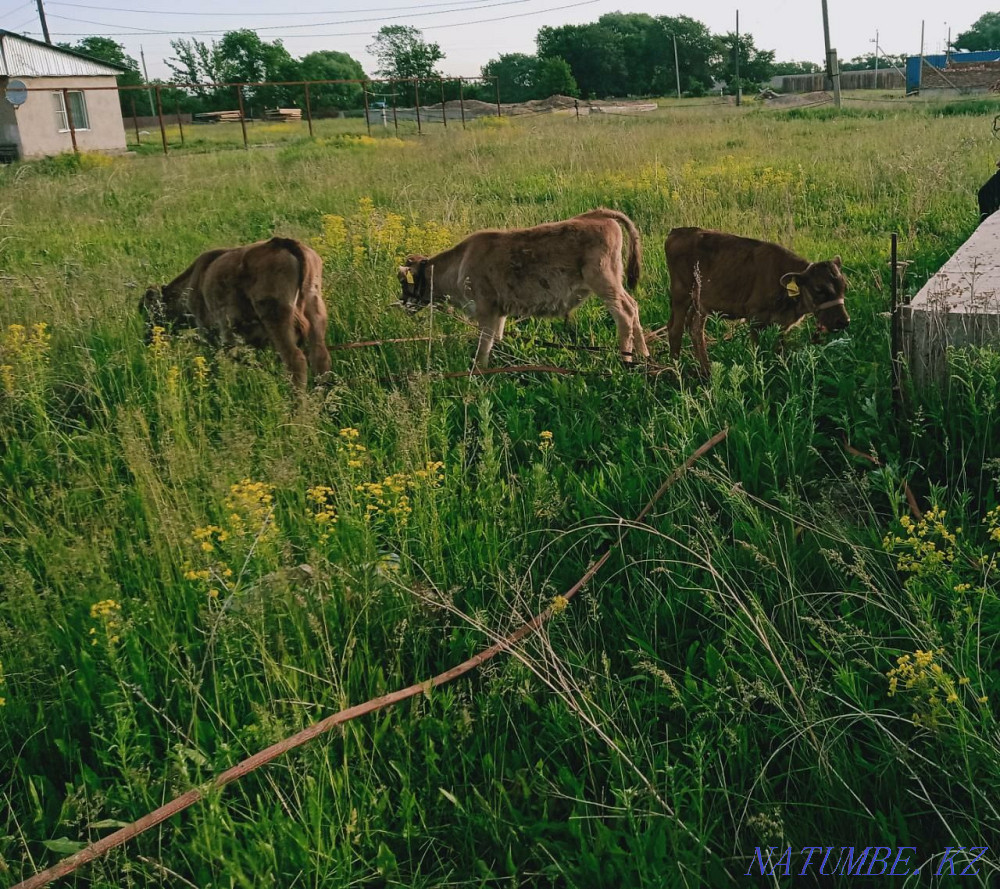 Б?зау Сатылады Алатау тұқымы (бұзау сатамын)  - изображение 2