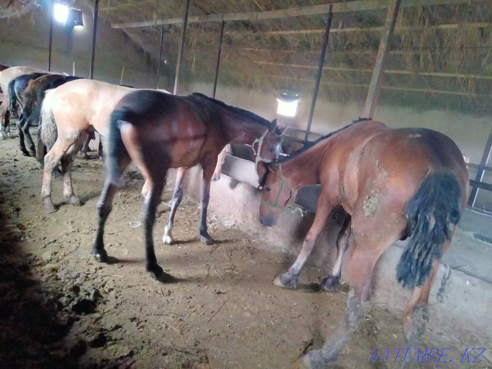 Semiz lived? s satamyn. I will sell a horse Taldykorgan - photo 1
