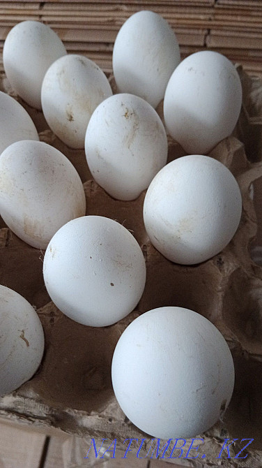 Sell duck hatching eggs. Outlet is great!!! Astana - photo 6