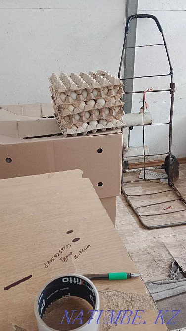 Sell duck hatching eggs. Outlet is great!!! Astana - photo 7