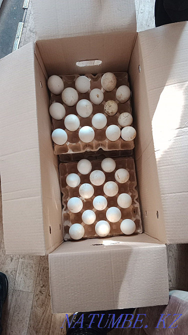 Sell duck hatching eggs. Outlet is great!!! Astana - photo 4