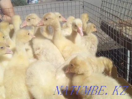 I will sell an incubatory egg of geese of ducks of a broiler of a turkey Astana - photo 7