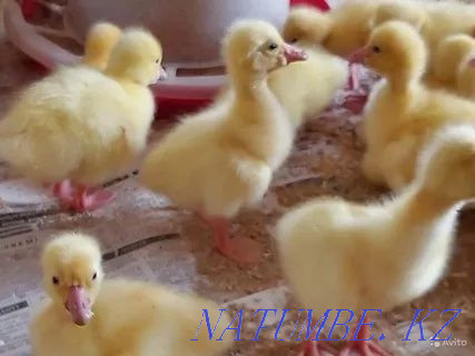 I will sell an incubatory egg of geese of ducks of a broiler of a turkey Astana - photo 2
