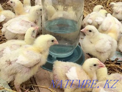 I will sell an incubatory egg of geese of ducks of a broiler of a turkey Astana - photo 5