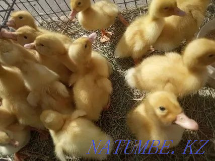 I will sell an incubatory egg of geese of ducks of a broiler of a turkey Astana - photo 3