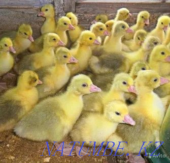 I will sell an incubatory egg of geese of ducks of a broiler of a turkey Astana - photo 1