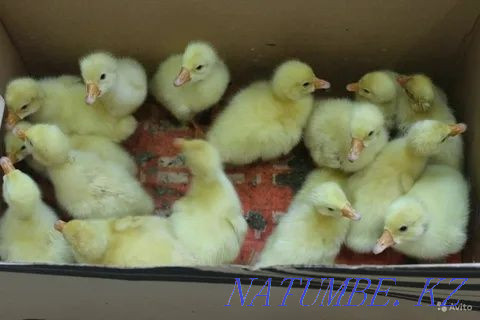 I will sell an incubatory egg of geese of ducks of a broiler of a turkey Astana - photo 6