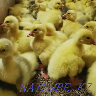 I will sell an incubatory egg of geese of ducks of a broiler of a turkey Astana - photo 4