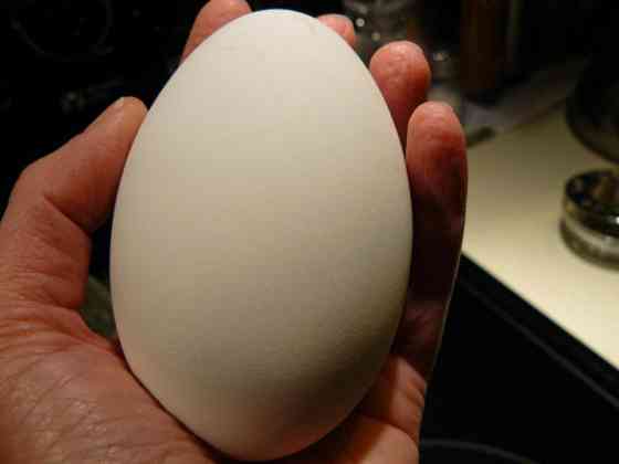 Продам качественное хорошо оплодное гусиное инкубационное яйцо Петропавловск