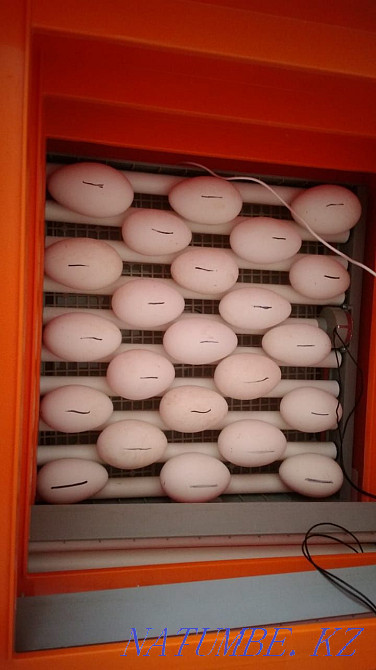 Жоғары сапалы, құнарлы қаз жұмыртқаларын сатыңыз  Петропавл - изображение 2