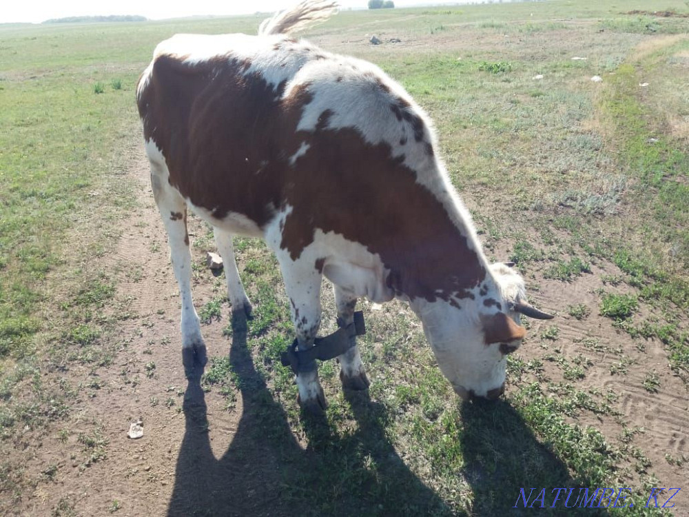 For sale heifer age 1 year 5 months, dairy breed. 300,000 tons  - photo 1