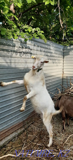 Goat 100% Zaaninsky polled Shalqar - photo 3