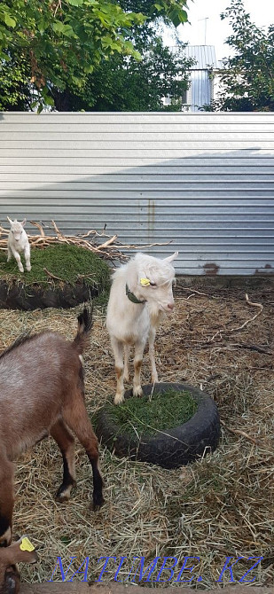 Goat 100% Zaaninsky polled Shalqar - photo 1