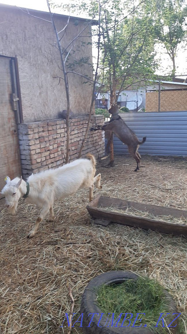 Goat 100% Zaaninsky polled Shalqar - photo 2