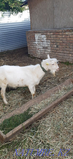 Goat 100% Zaaninsky polled Shalqar - photo 5