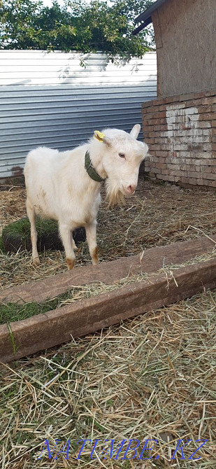 Goat 100% Zaaninsky polled Shalqar - photo 4