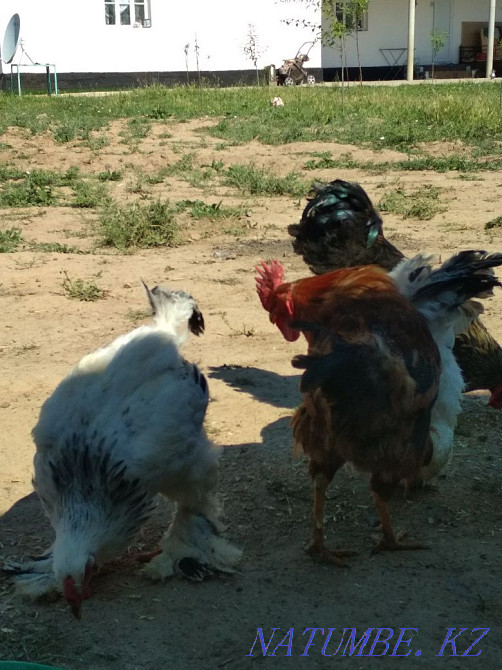 Brama is not well?  - photo 3