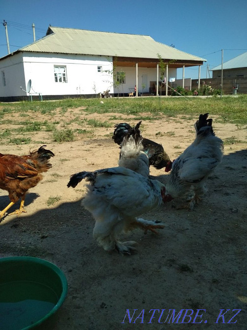 Brama is not well?  - photo 1