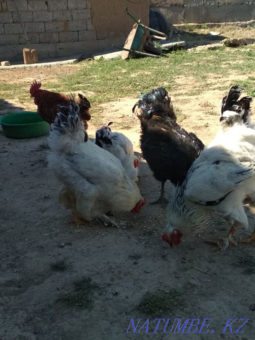 Brama is not well?  - photo 2