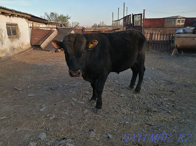 Sell fattening bull Зелёное - photo 4
