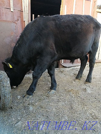 Sell fattening bull Зелёное - photo 1