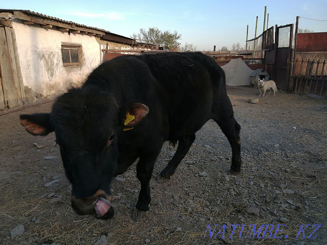 Sell fattening bull Зелёное - photo 5