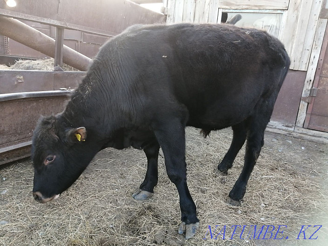 Sell fattening bull Зелёное - photo 2