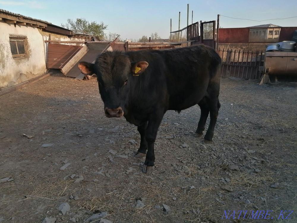 Продам быка на откорме Зелёное - изображение 4