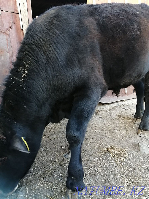 Продам быка на откорме Зелёное - изображение 3