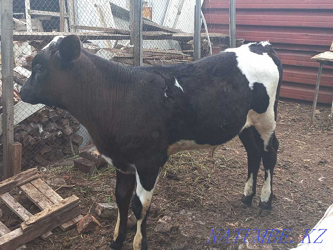3 month old calf for sale  - photo 3