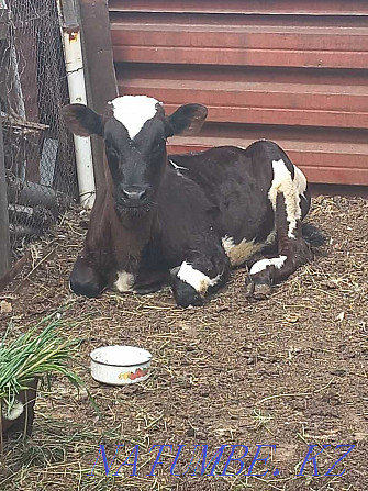 3 month old calf for sale  - photo 1