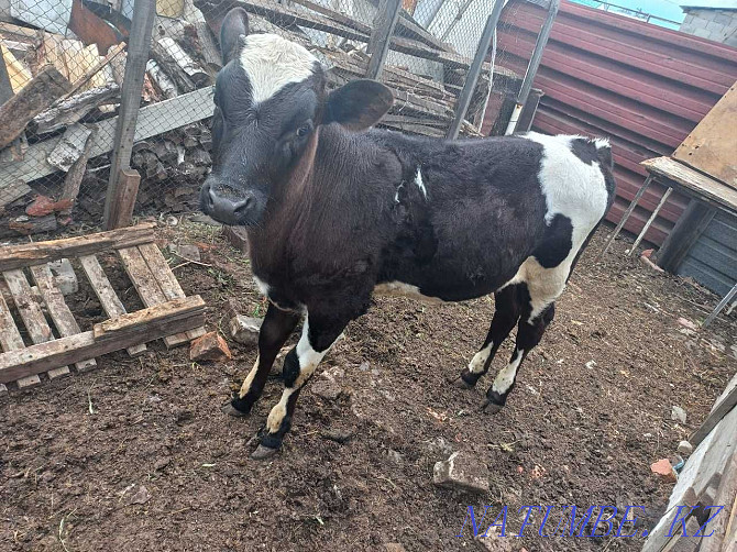 3 month old calf for sale  - photo 4