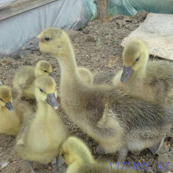 I will sell a goose hatching egg breed Linda Pavlodar - photo 5