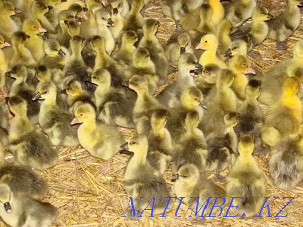 I will sell a goose hatching egg breed Linda Pavlodar - photo 3