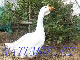 I will sell a goose hatching egg breed Linda Pavlodar - photo 6