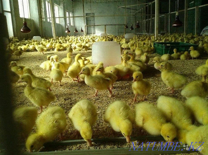 I will sell a goose hatching egg breed Linda Pavlodar - photo 1