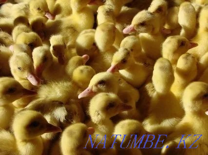 I will sell a goose hatching egg breed Linda Pavlodar - photo 2