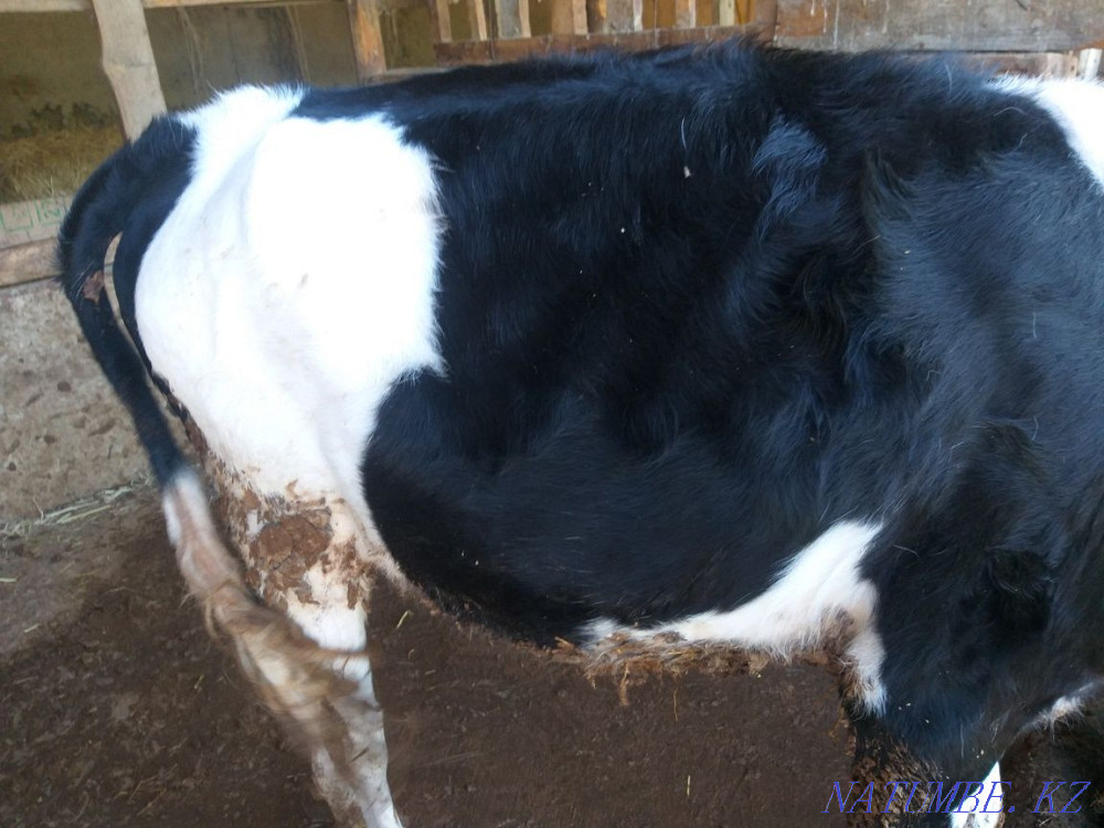 Бұзау 1жас семіз Шымкент - изображение 7