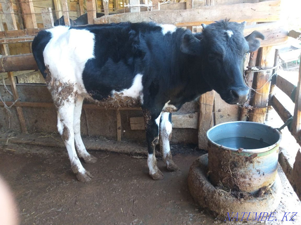 Бұзау 1жас семіз Шымкент - изображение 4