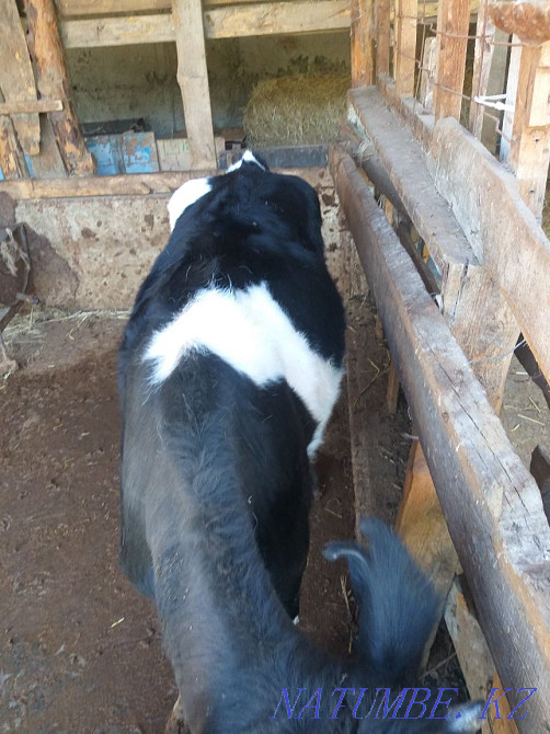 Бұзау 1жас семіз Шымкент - изображение 5