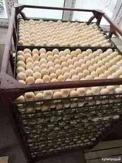 Продам утиное инкубационное яйцо порода пекинская  Қызылорда