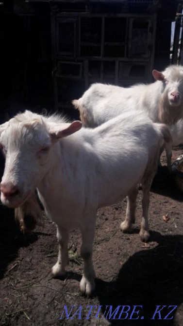 Ешкі Саанен айырбастау немесе сату. Туздыбастау - изображение 1